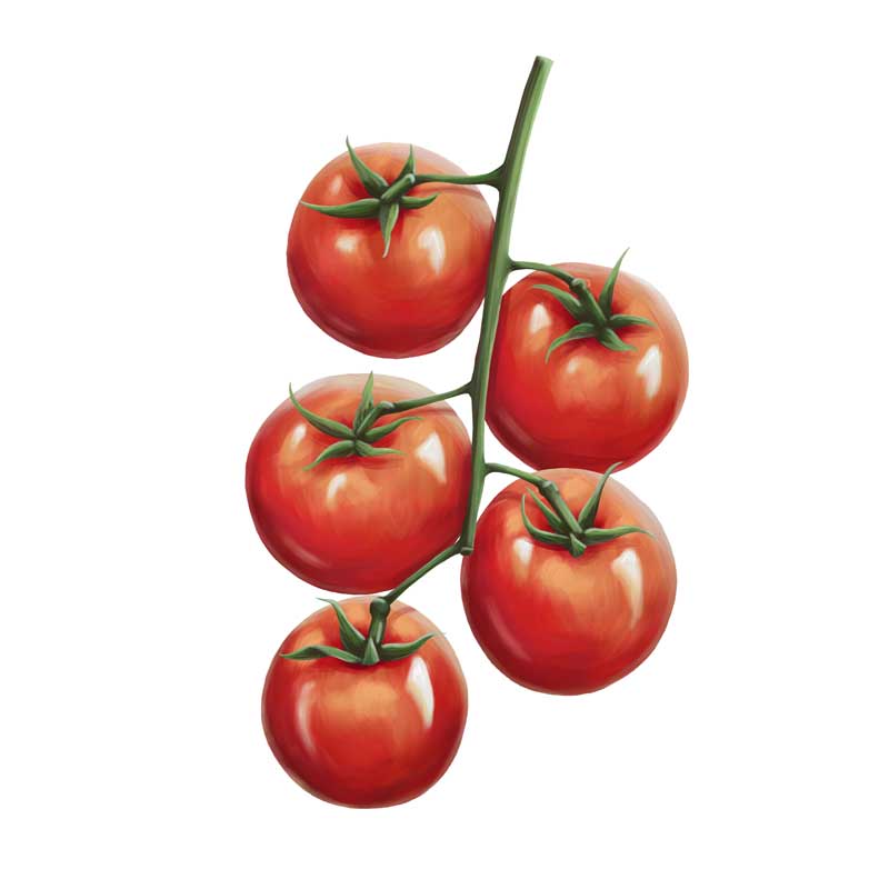 Tomat 'Brandywine Sherry' Økologiske frø hos FantastiskeFrø 🌱