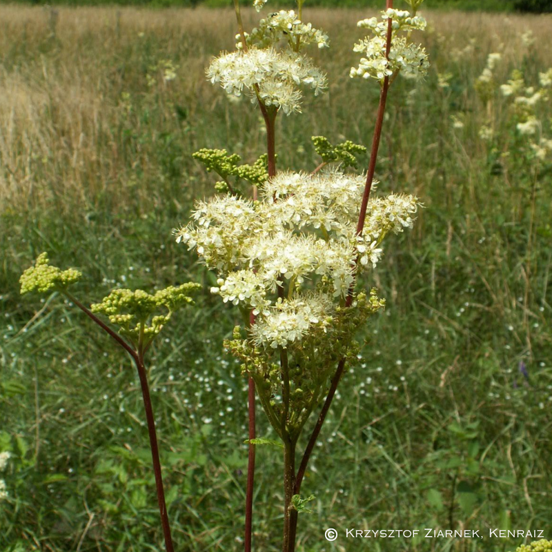 Biodiversitet &