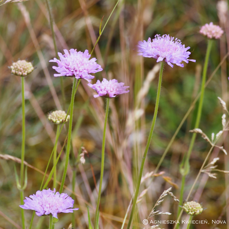 Biodiversitet &