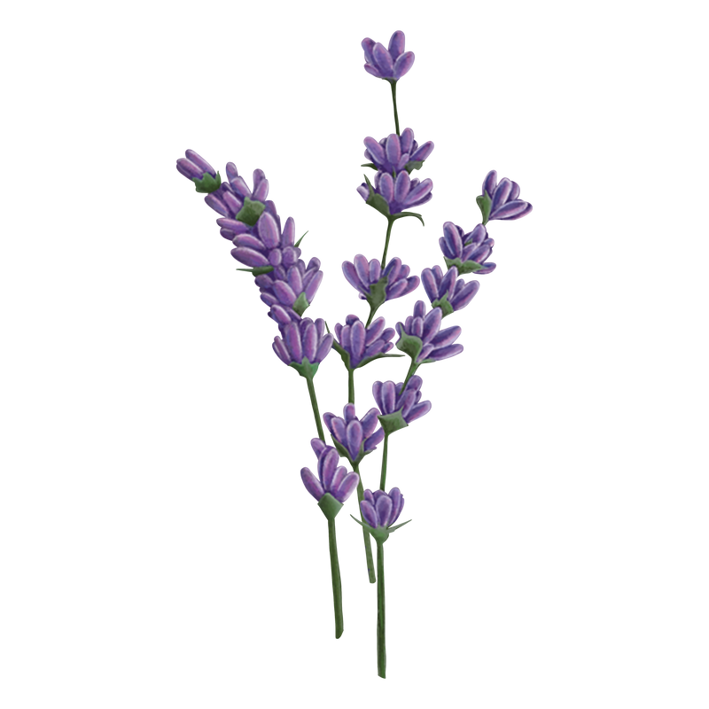 Lavendel &