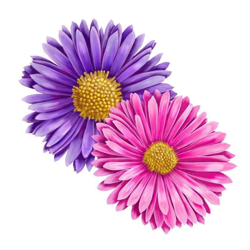 Asters &