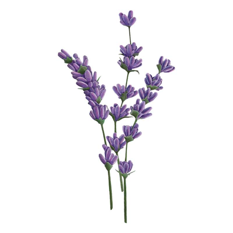 Lavendel &